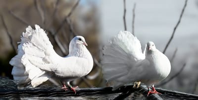 Bílý holub na střeše nám štěstí přinese?