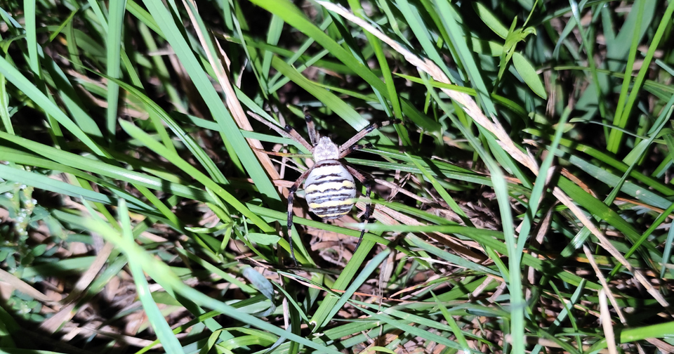 Křižák pruhovaný mě překvapil svou velikostí. Prý 2 cm