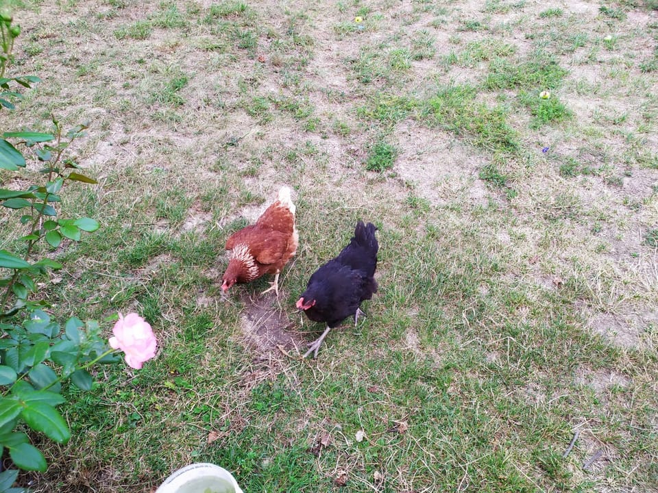 Když slepice, tak pořádný výběh