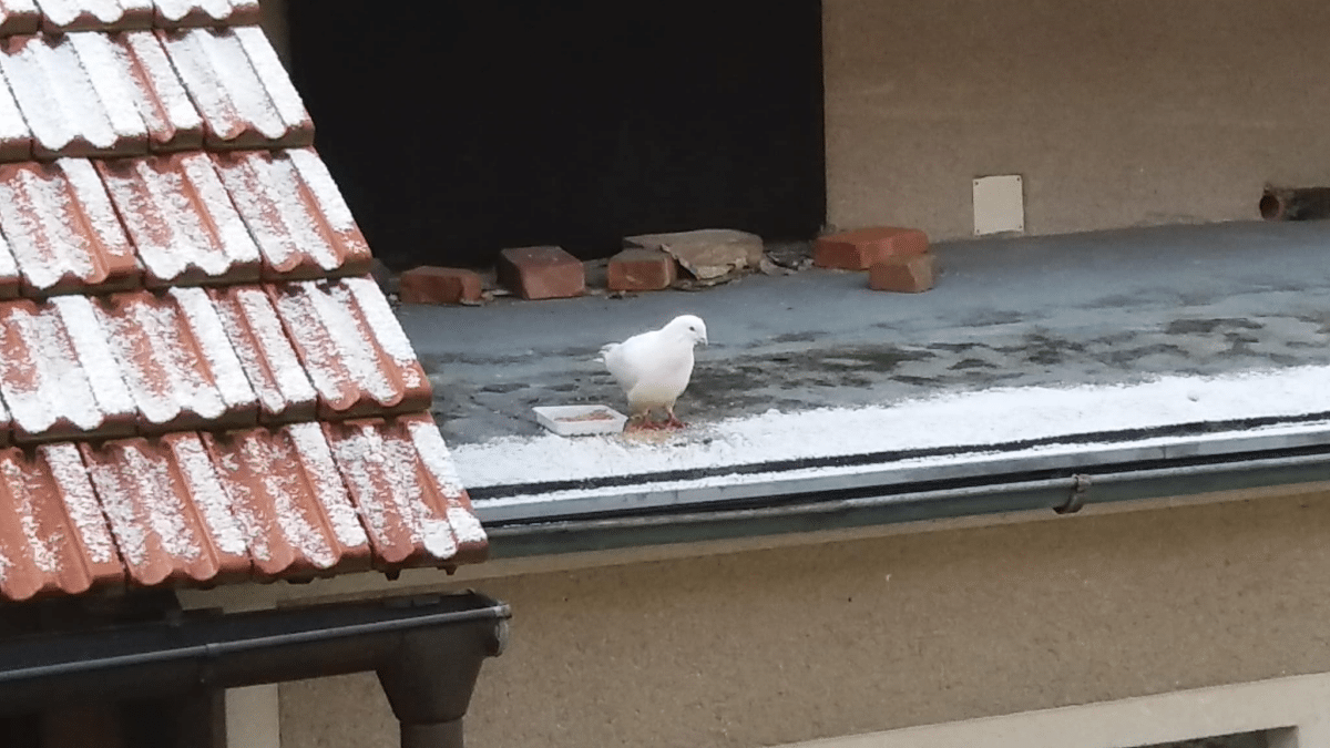 Bílý holub na rovné střeše